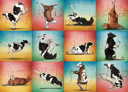 Cow Yoga 1000-Piece Puzzle