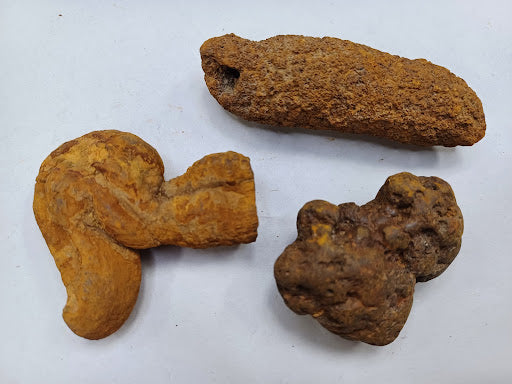 Coprolite