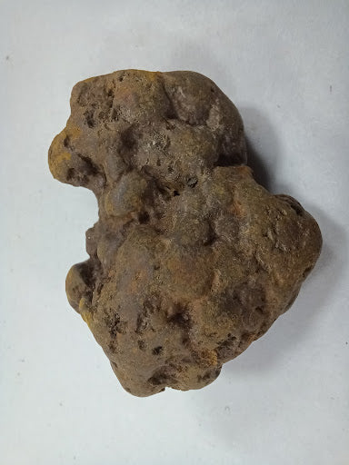 Coprolite-2