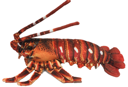 Crawfish Lobster 12.5" Plush Aquatic Stuffed Animal-4