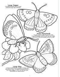 Butterflies and Birds Big Coloring Book-2