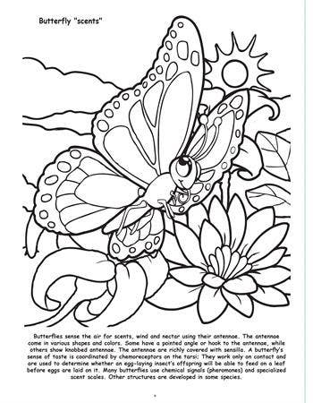 Butterflies and Birds Big Coloring Book-3