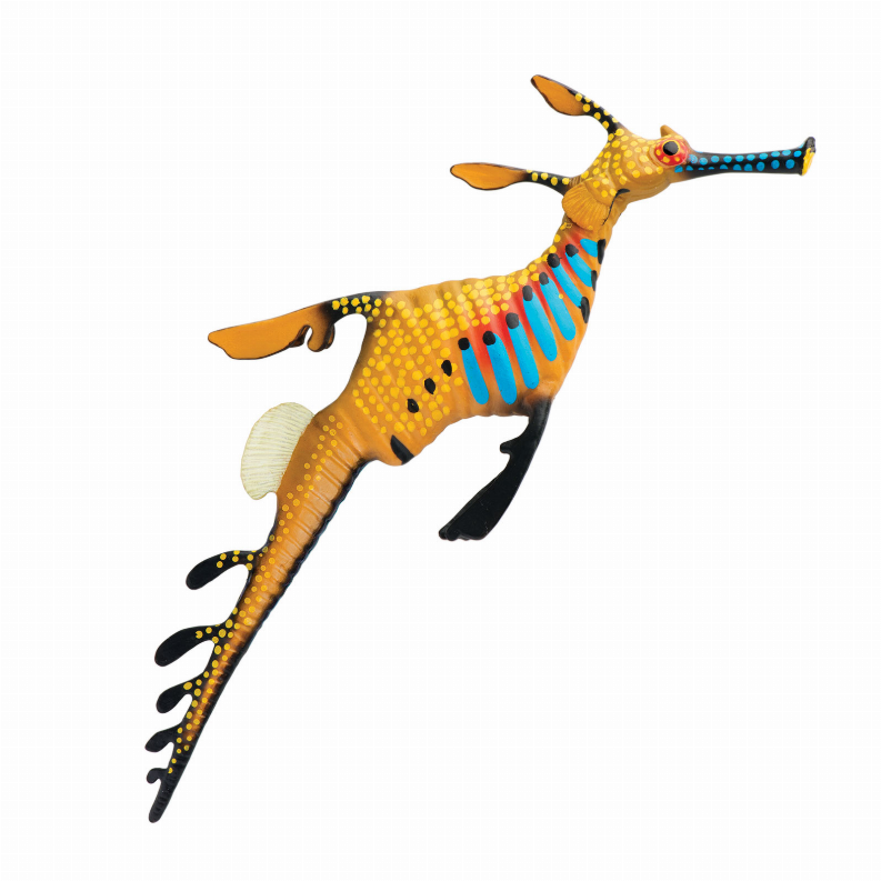 Weedy Seadragon