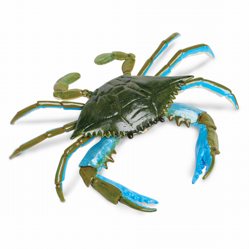 Blue Crab