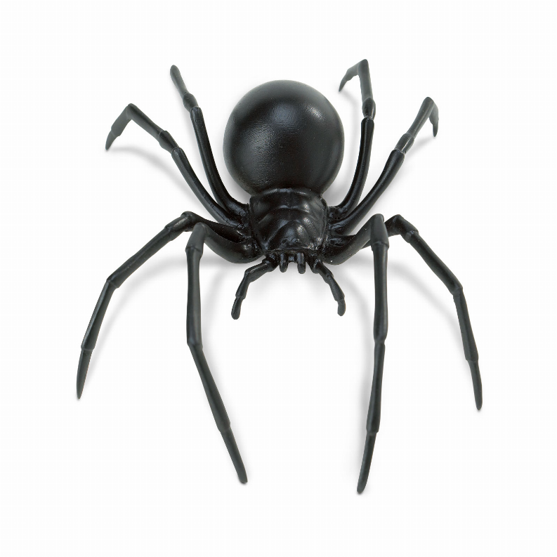 Black Widow Spider